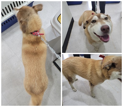 논산시 동물보호센터_444454202400324